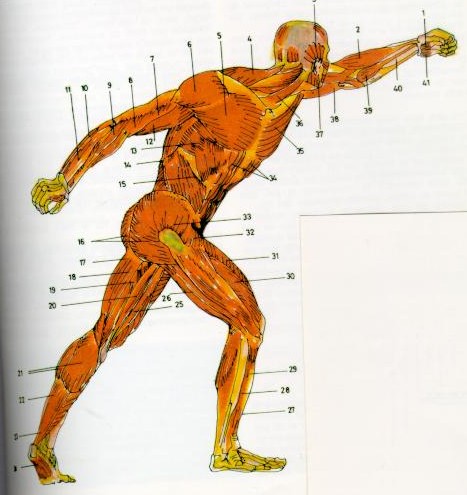 Sistema Muscular. Acción y efecto del masaje