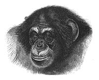 chimpan